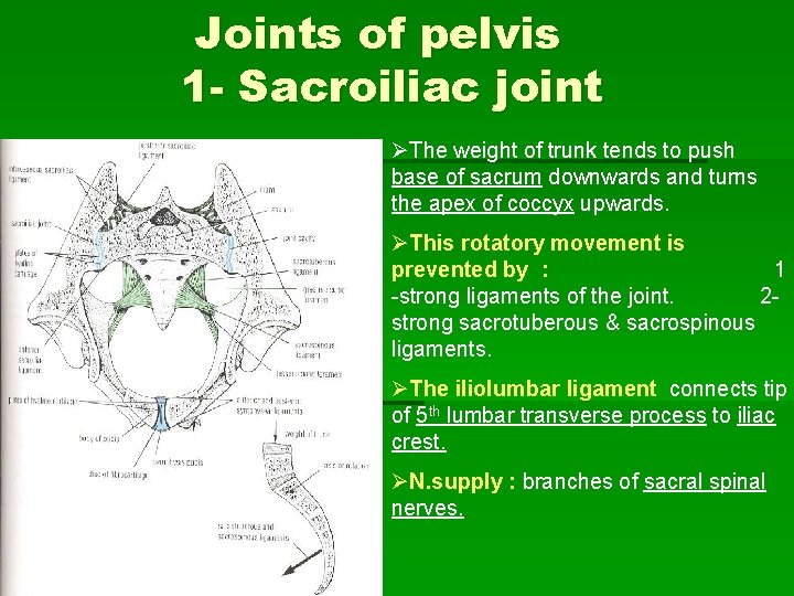 Joints of pelvis 1 - Sacroiliac joint ØThe weight of trunk tends to push