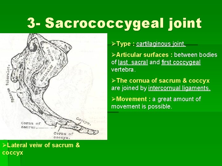 3 - Sacrococcygeal joint ØType : cartilaginous joint. ØArticular surfaces : between bodies of