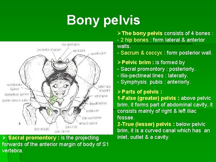 Bony pelvis ØThe bony pelvis consists of 4 bones : - 2 hip bones