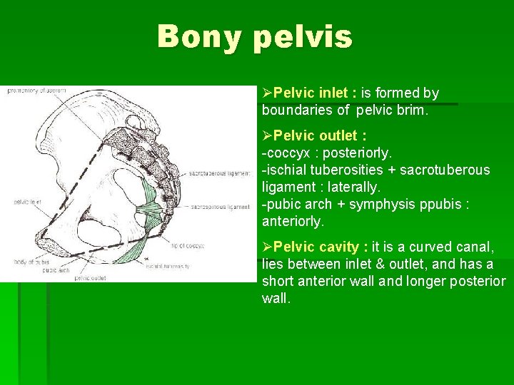 Bony pelvis ØPelvic inlet : is formed by boundaries of pelvic brim. ØPelvic outlet