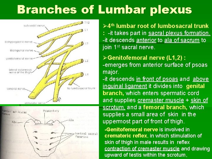 Branches of Lumbar plexus Ø 4 th lumbar root of lumbosacral trunk : -it