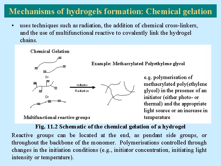 Mechanisms of hydrogels formation: Chemical gelation • uses techniques such as radiation, the addition