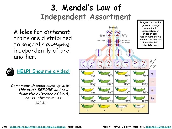 3. Mendel’s Law of Independent Assortment Alleles for different traits are distributed to sex