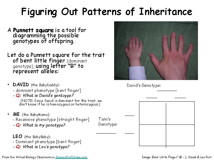 Figuring Out Patterns of Inheritance A Punnett square is a tool for diagramming the