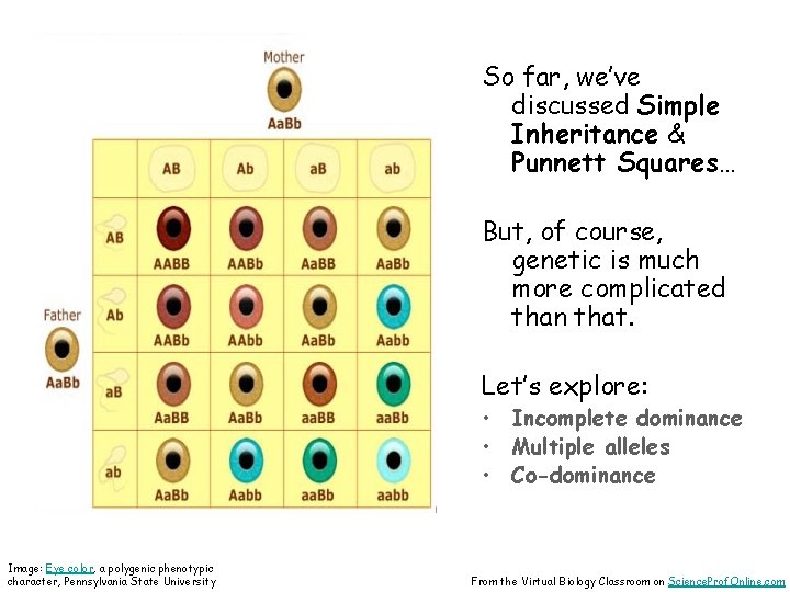 So far, we’ve discussed Simple Inheritance & Punnett Squares… But, of course, genetic is