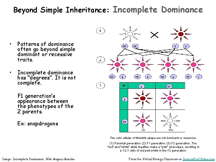 Beyond Simple Inheritance: Incomplete Dominance • Patterns of dominance often go beyond simple dominant