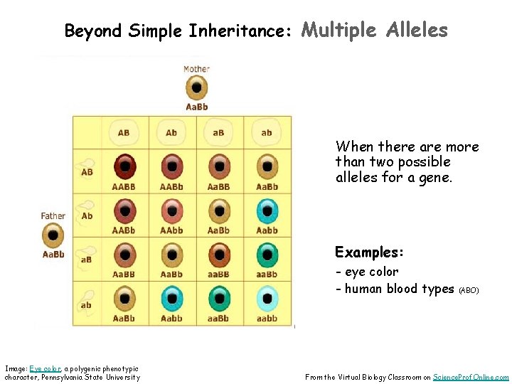 Beyond Simple Inheritance: Multiple Alleles When there are more than two possible alleles for