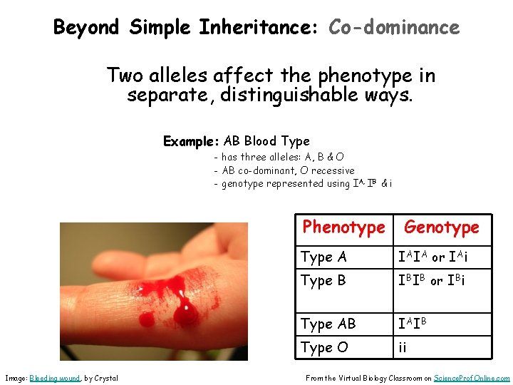 Beyond Simple Inheritance: Co-dominance Two alleles affect the phenotype in separate, distinguishable ways. Example: