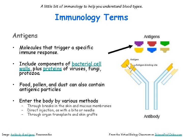A little bit of immunology to help you understand blood types. Immunology Terms Antigens