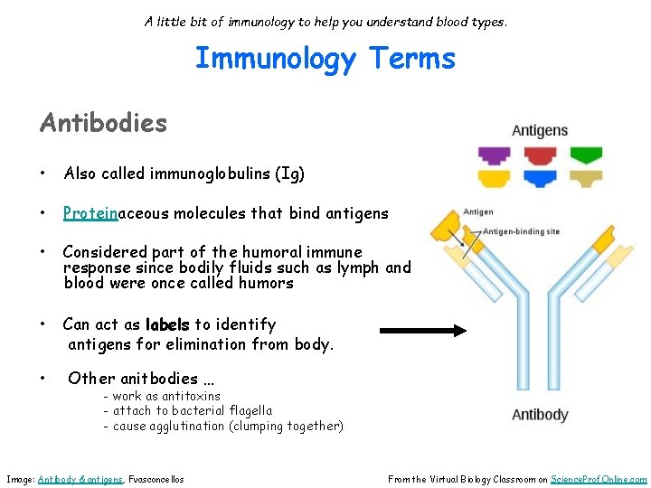 A little bit of immunology to help you understand blood types. Immunology Terms Antibodies