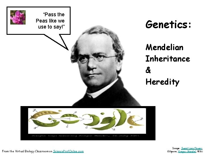 “Pass the Peas like we use to say!” Genetics: Mendelian Inheritance & Heredity From