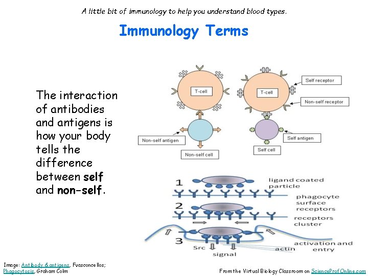 A little bit of immunology to help you understand blood types. Immunology Terms The