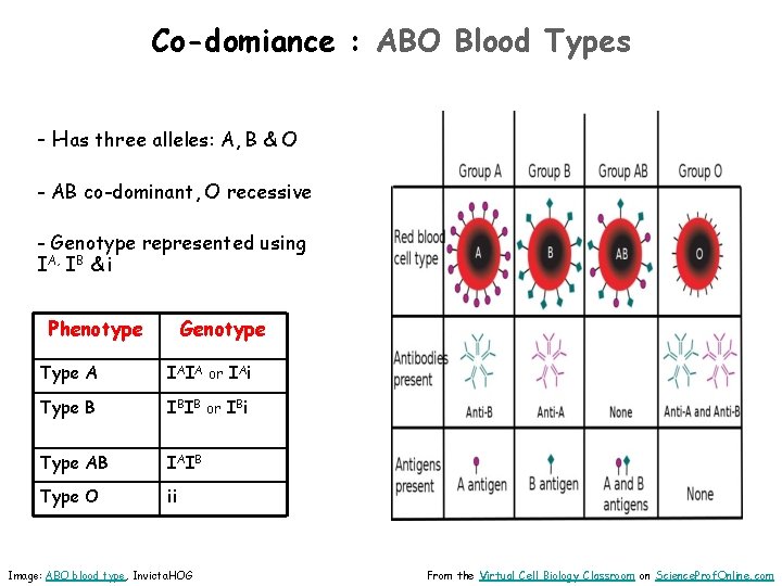 Co-domiance : ABO Blood Types - Has three alleles: A, B & O -