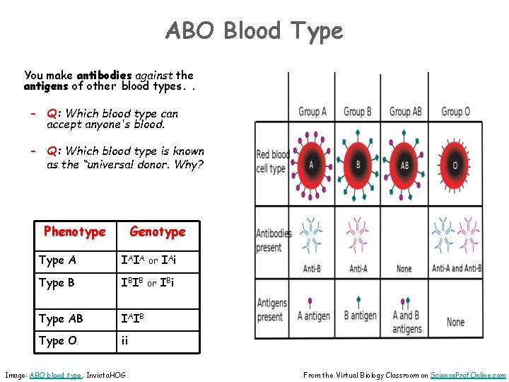ABO Blood Type You make antibodies against the antigens of other blood types. .