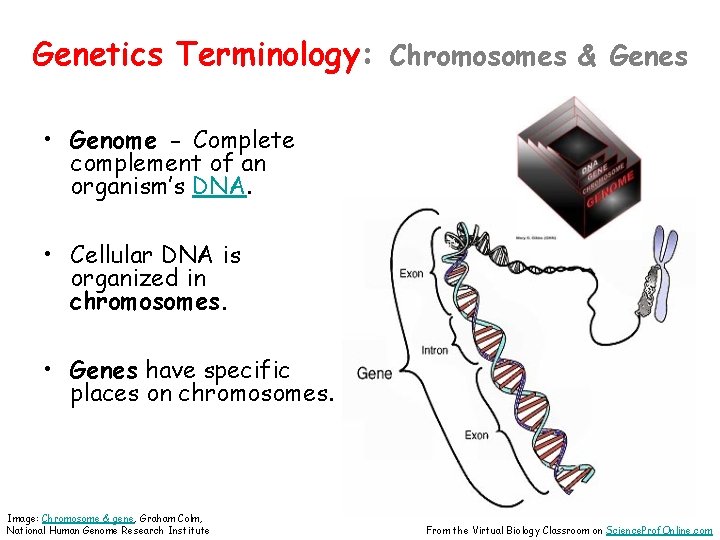 Genetics Terminology: Chromosomes & Genes • Genome - Complete complement of an organism’s DNA.
