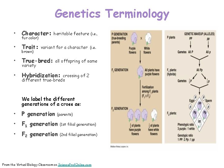 Genetics Terminology • Character: • Trait: • True-bred: • Hybridization: fur color) brown) variety