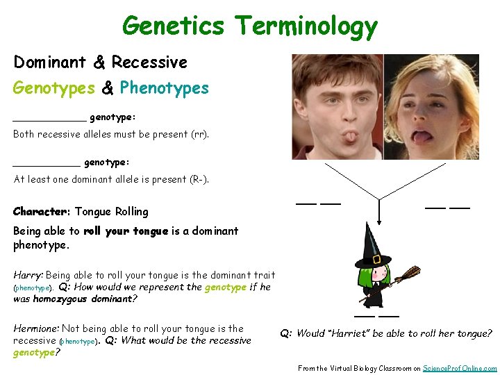 Genetics Terminology Dominant & Recessive Genotypes & Phenotypes ______ genotype: Both recessive alleles must