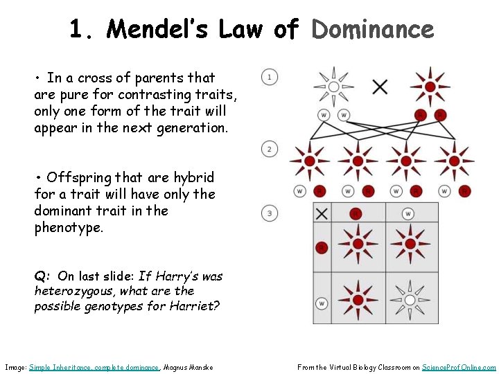 1. Mendel’s Law of Dominance • In a cross of parents that are pure