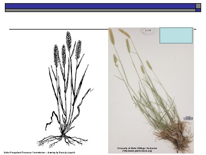 Idaho Rangeland Resource Commission – drawing by Beverly Jaquish University of Idaho Stillinger Herbarium