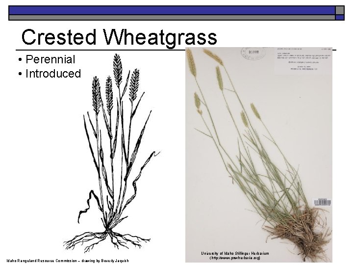Crested Wheatgrass • Perennial • Introduced Idaho Rangeland Resource Commission – drawing by Beverly