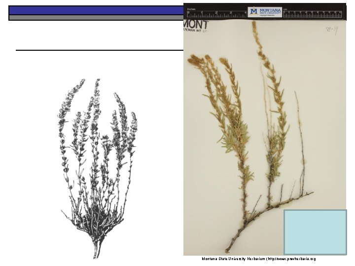 Montana State University Herbarium (http: //www. pnwherbaria. org 