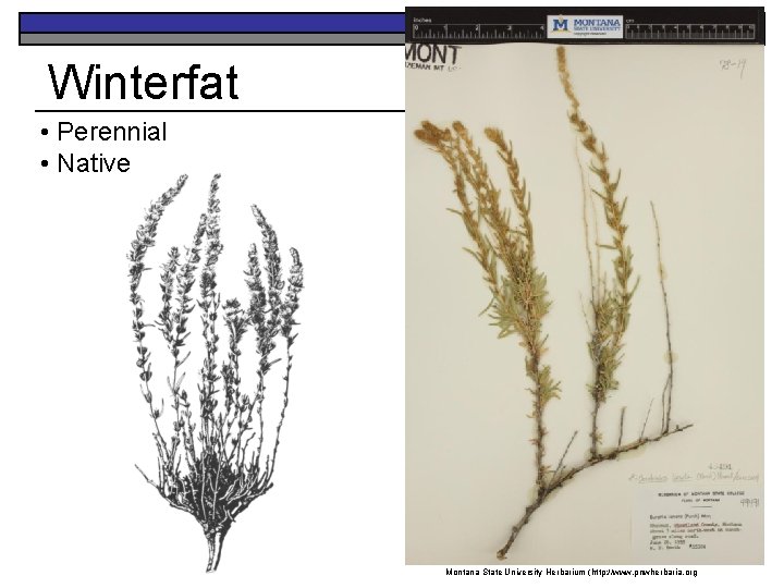 Winterfat • Perennial • Native Montana State University Herbarium (http: //www. pnwherbaria. org 