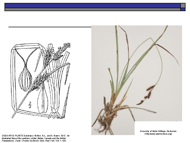 USDA-NRCS PLANTS Database / Britton, N. L. , and A. Brown. 1913. An illustrated