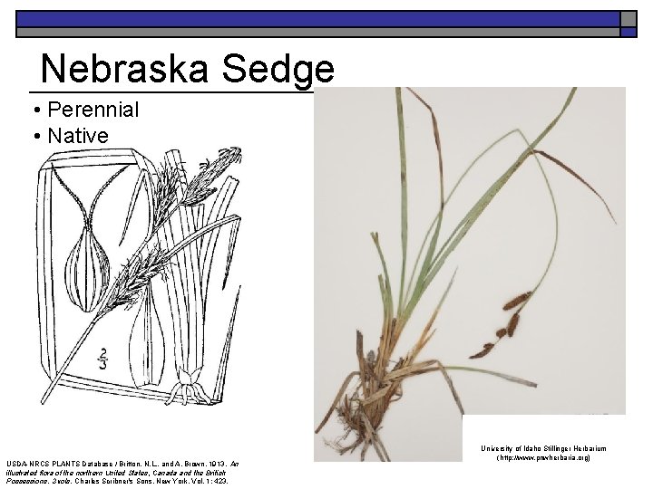 Nebraska Sedge • Perennial • Native USDA-NRCS PLANTS Database / Britton, N. L. ,