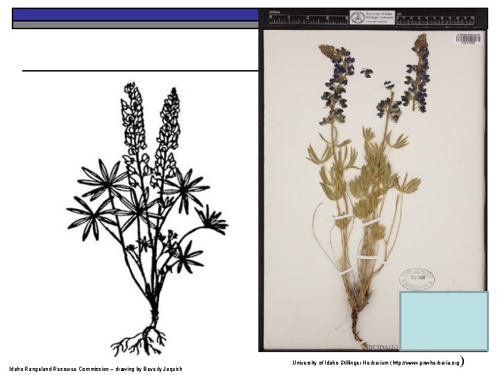 University of Idaho Stillinger Herbarium (http: //www. pnwherbaria. org Idaho Rangeland Resource Commission –