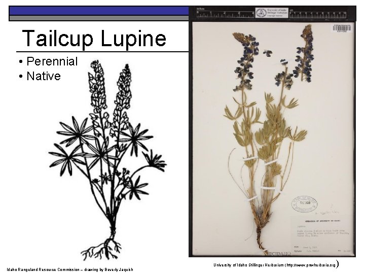 Tailcup Lupine • Perennial • Native University of Idaho Stillinger Herbarium (http: //www. pnwherbaria.