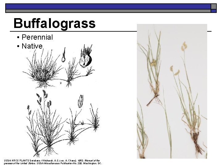 Buffalograss • Perennial • Native Mike Haddock Mike USDA-NRCS PLANTS Database / Hitchcock, A.
