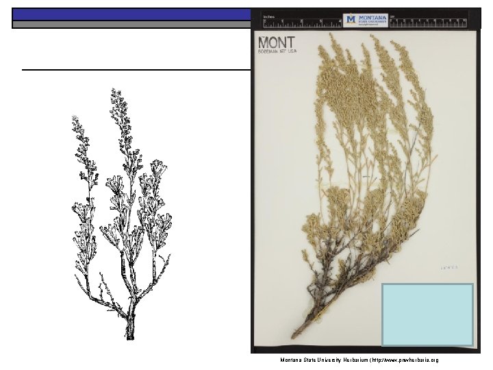 Montana State University Herbarium (http: //www. pnwherbaria. org 