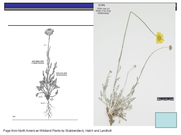 Page from North American Wildland Plants by Stubbendieck, Hatch and Landholt 