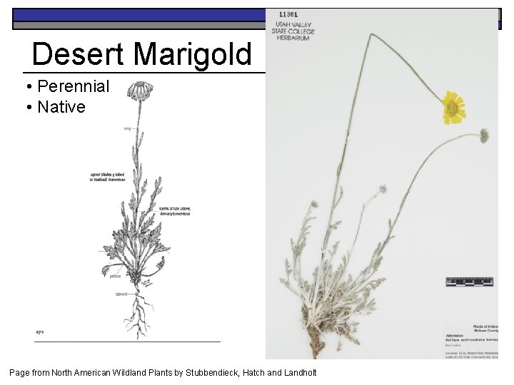 Desert Marigold • Perennial • Native Page from North American Wildland Plants by Stubbendieck,