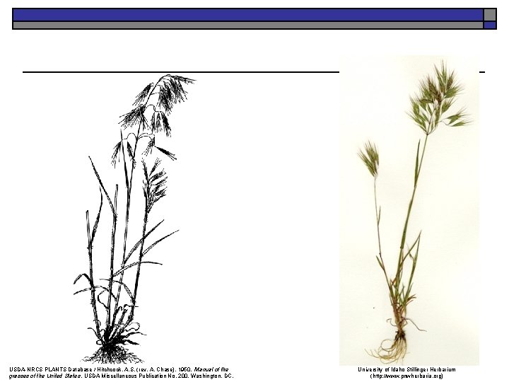USDA-NRCS PLANTS Database / Hitchcock, A. S. (rev. A. Chase). 1950. Manual of the