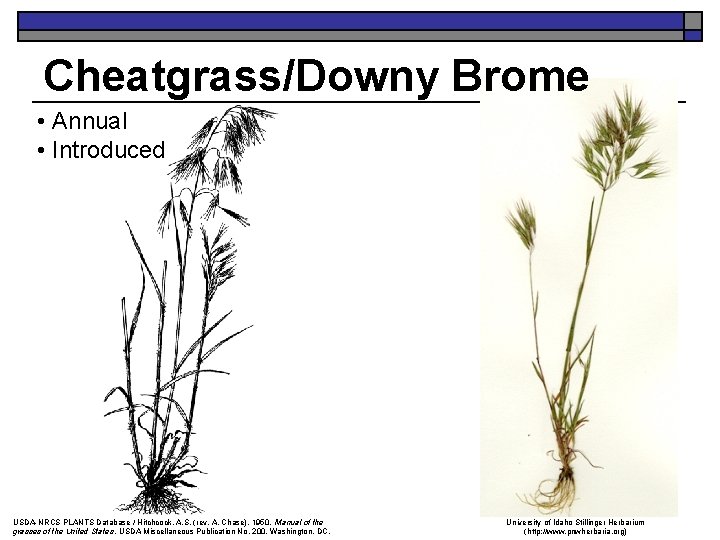Cheatgrass/Downy Brome • Annual • Introduced USDA-NRCS PLANTS Database / Hitchcock, A. S. (rev.