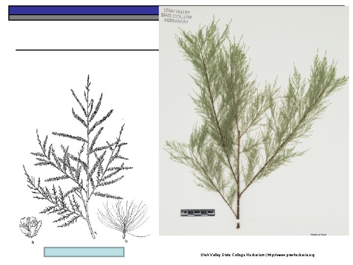 K. Launchbaugh K. College Launchbaugh Utah Valley State Herbarium (http: //www. pnwherbaria. org 