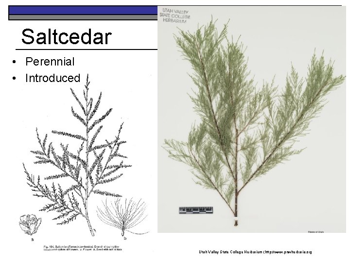 Saltcedar • Perennial • Introduced K. Launchbaugh K. College Launchbaugh Utah Valley State Herbarium