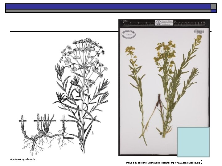 http: //www. ag. ndsu. edu University of Idaho Stillinger Herbarium (http: //www. pnwherbaria. org