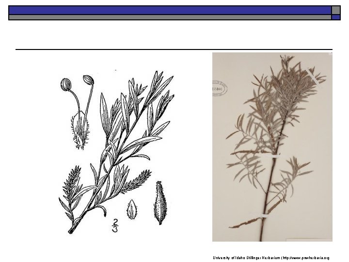 K. Launchbaugh University of Idaho Stillinger Herbarium (http: //www. pnwherbaria. org 