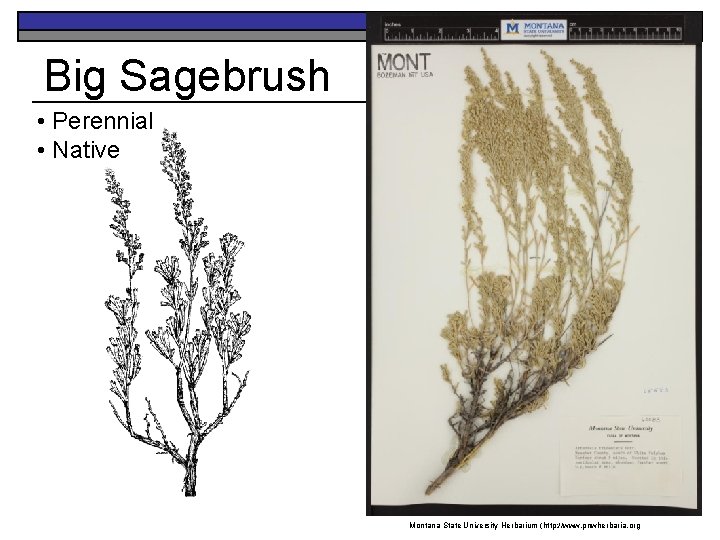 Big Sagebrush • Perennial • Native Montana State University Herbarium (http: //www. pnwherbaria. org