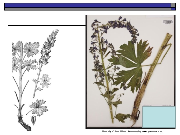 University of Idaho Stillinger Herbarium (http: //www. pnwherbaria. org 