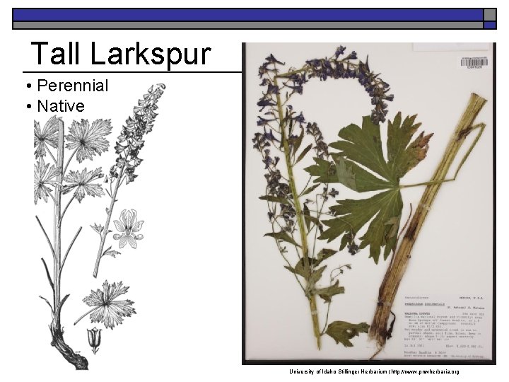Tall Larkspur • Perennial • Native University of Idaho Stillinger Herbarium (http: //www. pnwherbaria.