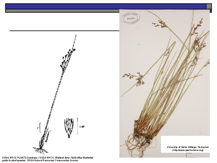 University of Idaho Stillinger Herbarium (http: //www. pnwherbaria. org) USDA-NRCS PLANTS Database / USDA