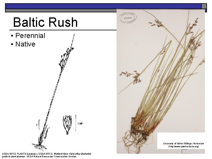 Baltic Rush • Perennial • Native University of Idaho Stillinger Herbarium (http: //www. pnwherbaria.