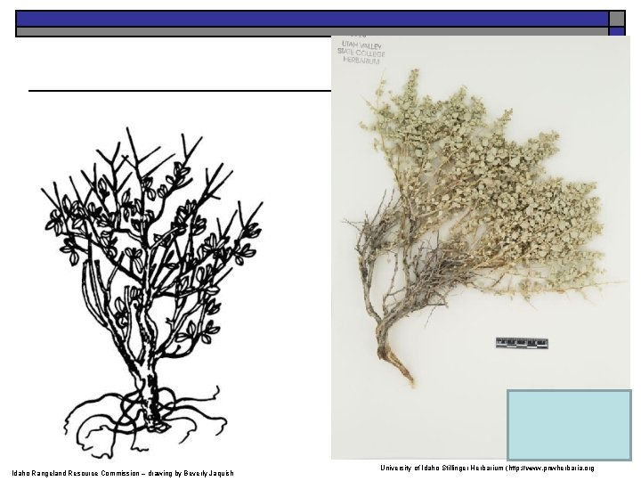 Idaho Rangeland Resource Commission – drawing by Beverly Jaquish University of Idaho Stillinger Herbarium