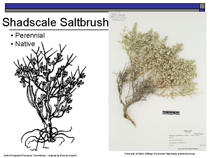 Shadscale Saltbrush • Perennial • Native Idaho Rangeland Resource Commission – drawing by Beverly
