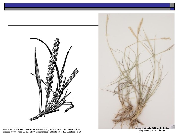 USDA-NRCS PLANTS Database / Hitchcock, A. S. (rev. A. Chase). 1950. Manual of the