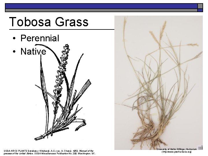 Tobosa Grass • Perennial • Native USDA-NRCS PLANTS Database / Hitchcock, A. S. (rev.