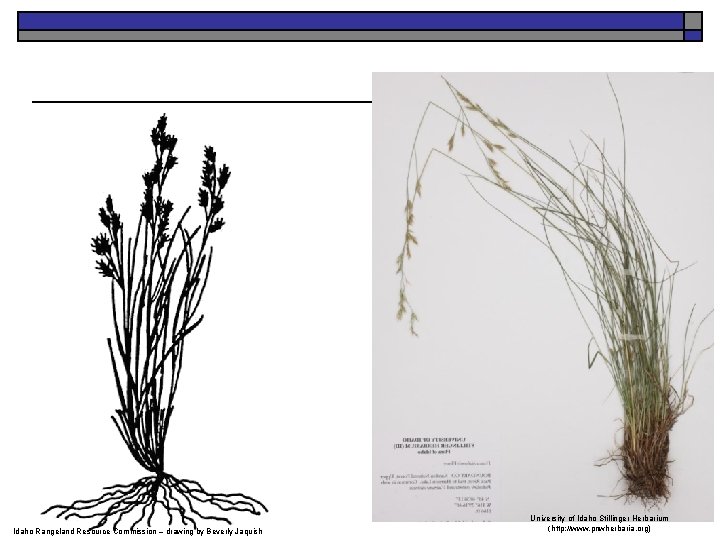 Idaho Rangeland Resource Commission – drawing by Beverly Jaquish University of Idaho Stillinger Herbarium